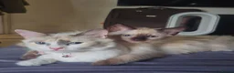 Ragdoll cats for sale: 3 Cute Ragdoll kittens - Advert 32
