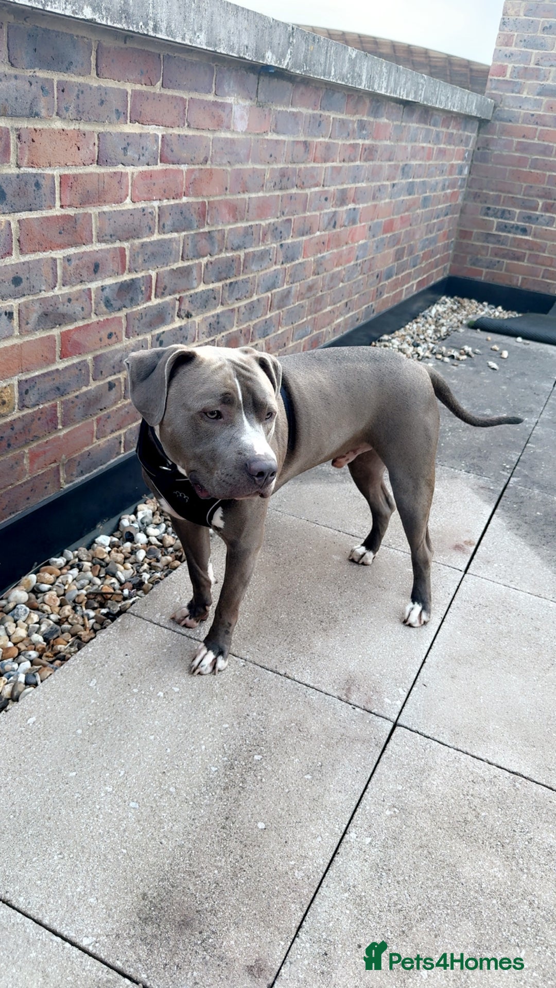 Mixed Breed dogs for sale: Loving home for Storm - Image 3
