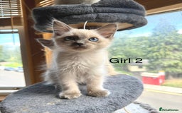 Ragdoll cats for sale: 4 beautiful ragdoll kittens  - Image 12