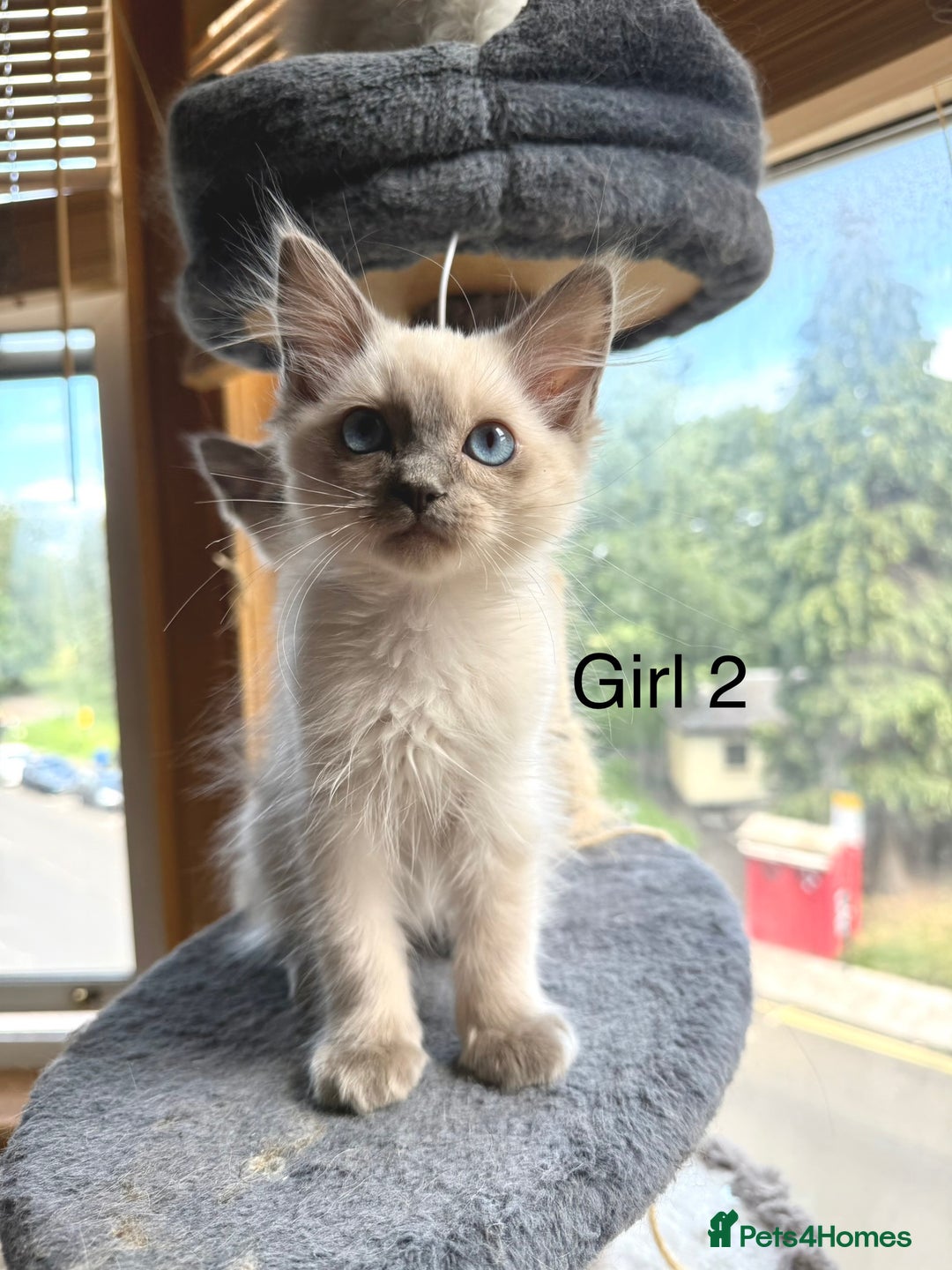 Ragdoll cats for sale: 4 beautiful ragdoll kittens  - Image 12