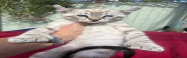 Keetso polydactyl curled eared female 