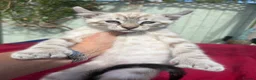 Keetso cats for sale: Superb very rare polydactyl curled eared keetsos  - Advert 2