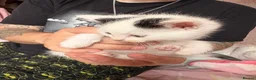 Mixed Breed cats for sale: 4 mainecoon x BSH kittens.  - Advert 10