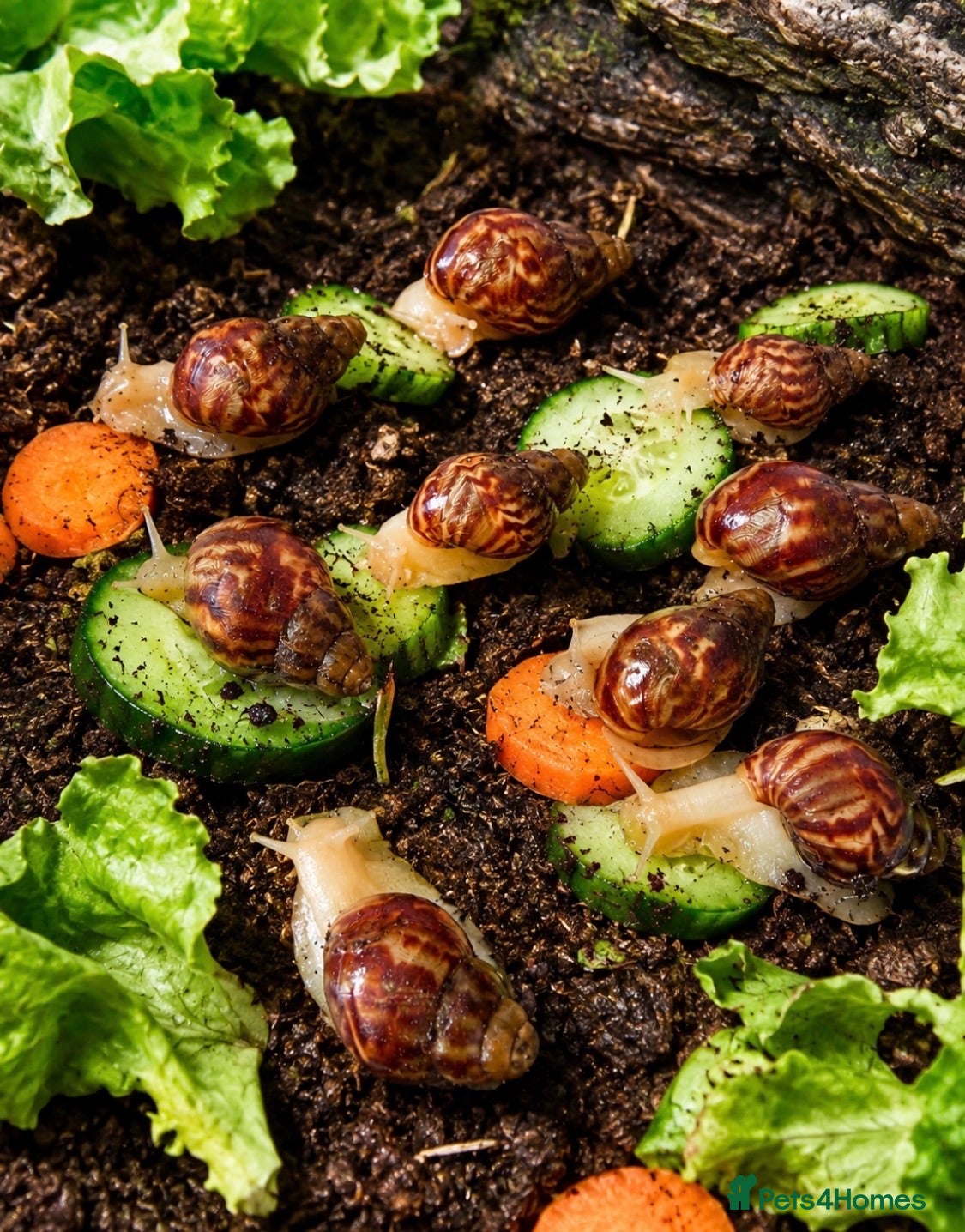 Snails invertebrates Beautiful Giant African Land Snails BABIES  - Advert 1