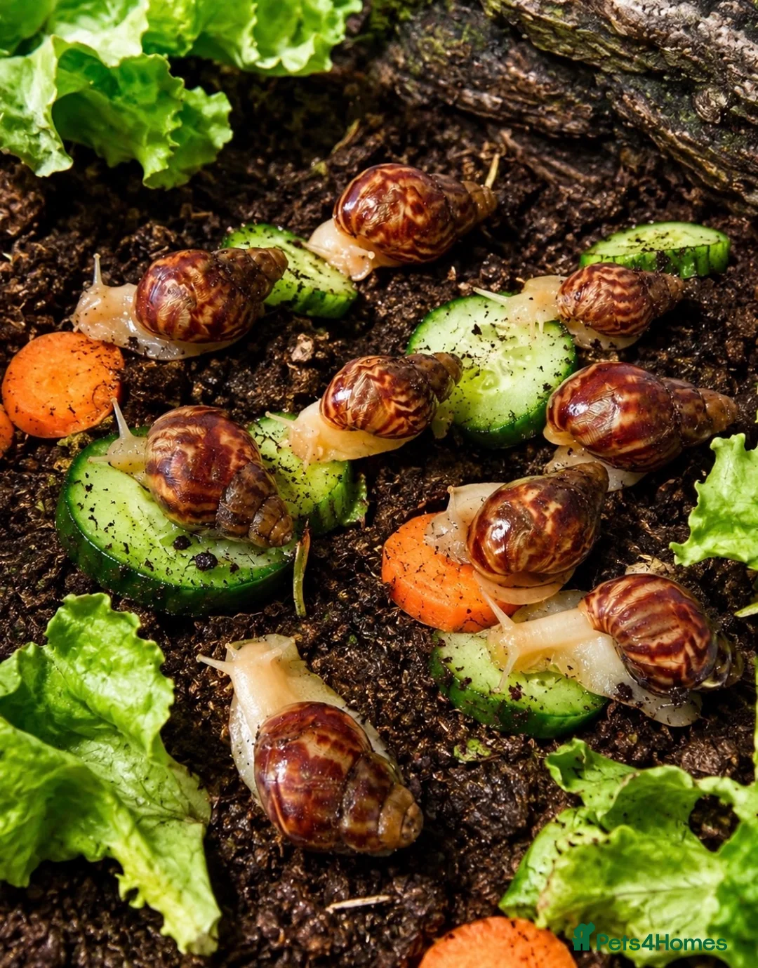 Snails invertebrates for sale: Beautiful Giant African Land Snails BABIES  - Advert 1