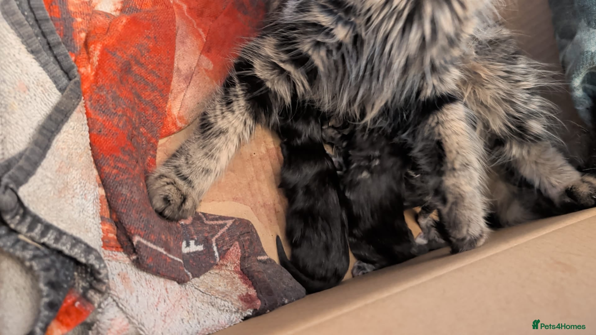 Mixed Breed cats for sale: 3 beautiful kittens ready for their forever home - Advert 6
