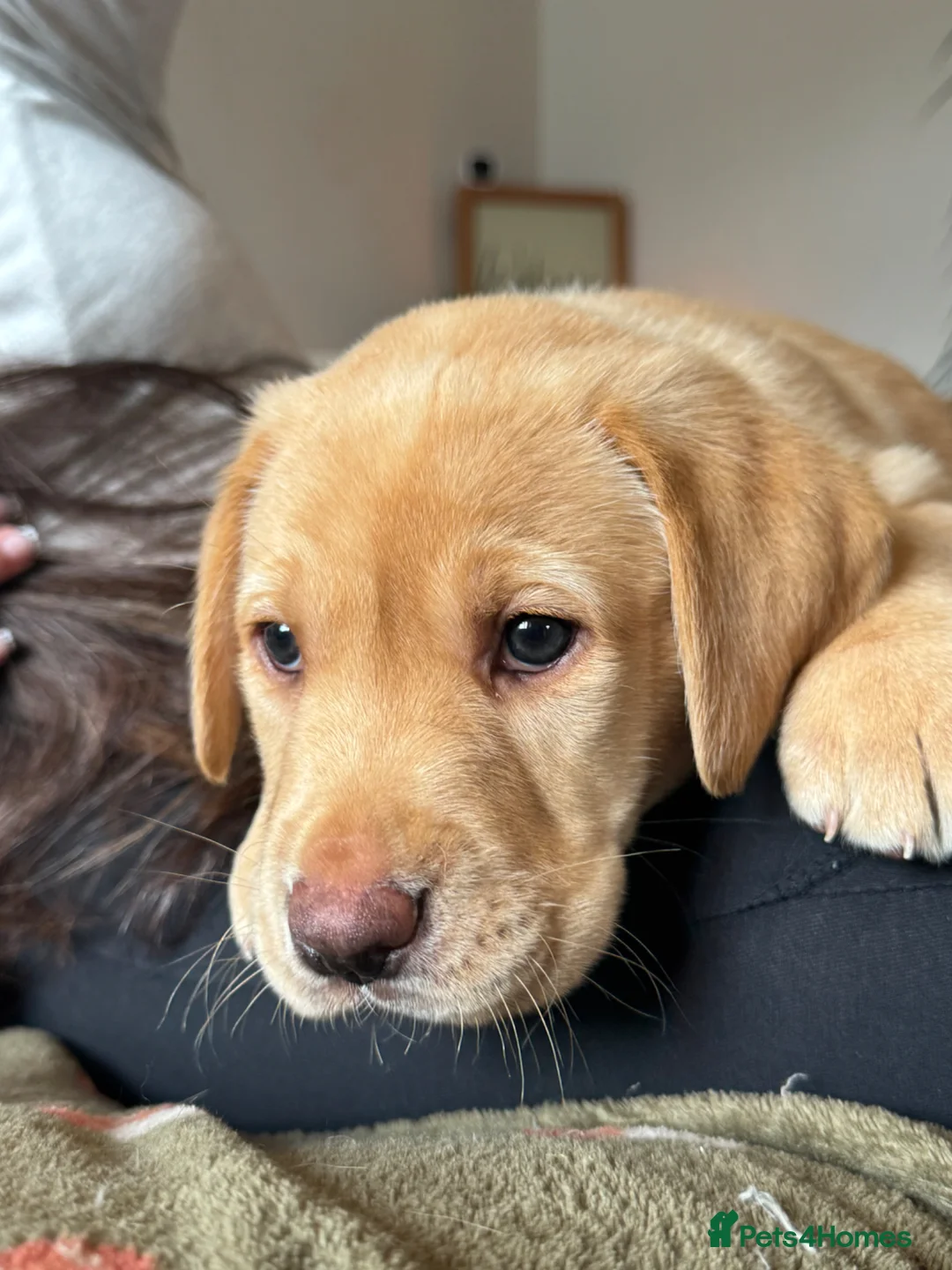 Labrador Retriever dogs for sale: Labrador puppies for sale - Advert 2