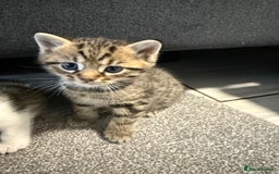 British Shorthair cats for sale: Bella’s Kittens  - Image 7