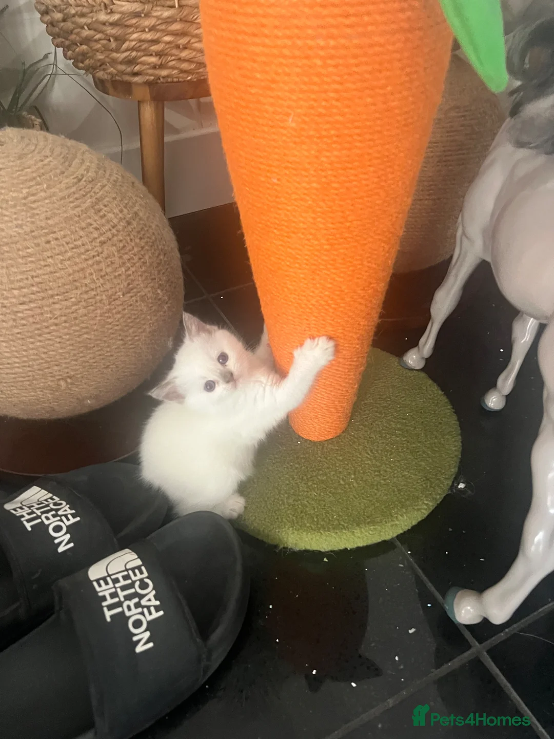 Ragdoll cats for sale: Beautiful full pedigree Ragdoll kittens Seal Blue in Hove - Advert 2