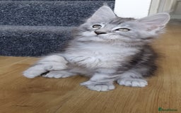 Maine Coon cats for sale: pure reg maine coon kittens - Image 3