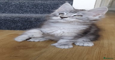 Maine Coon cats - Advert 1