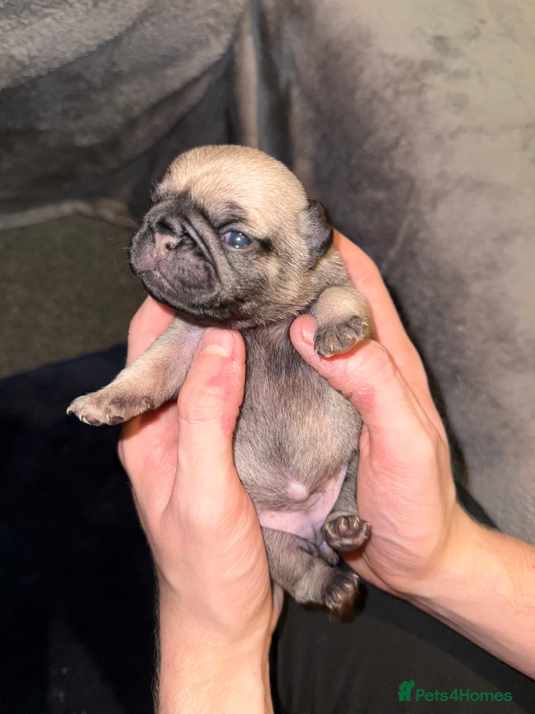 Pug dogs for sale: Pug Puppies for sale  - Image 6