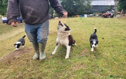 Border Collie dogs for sale: Border Collie Puppies - Image 6