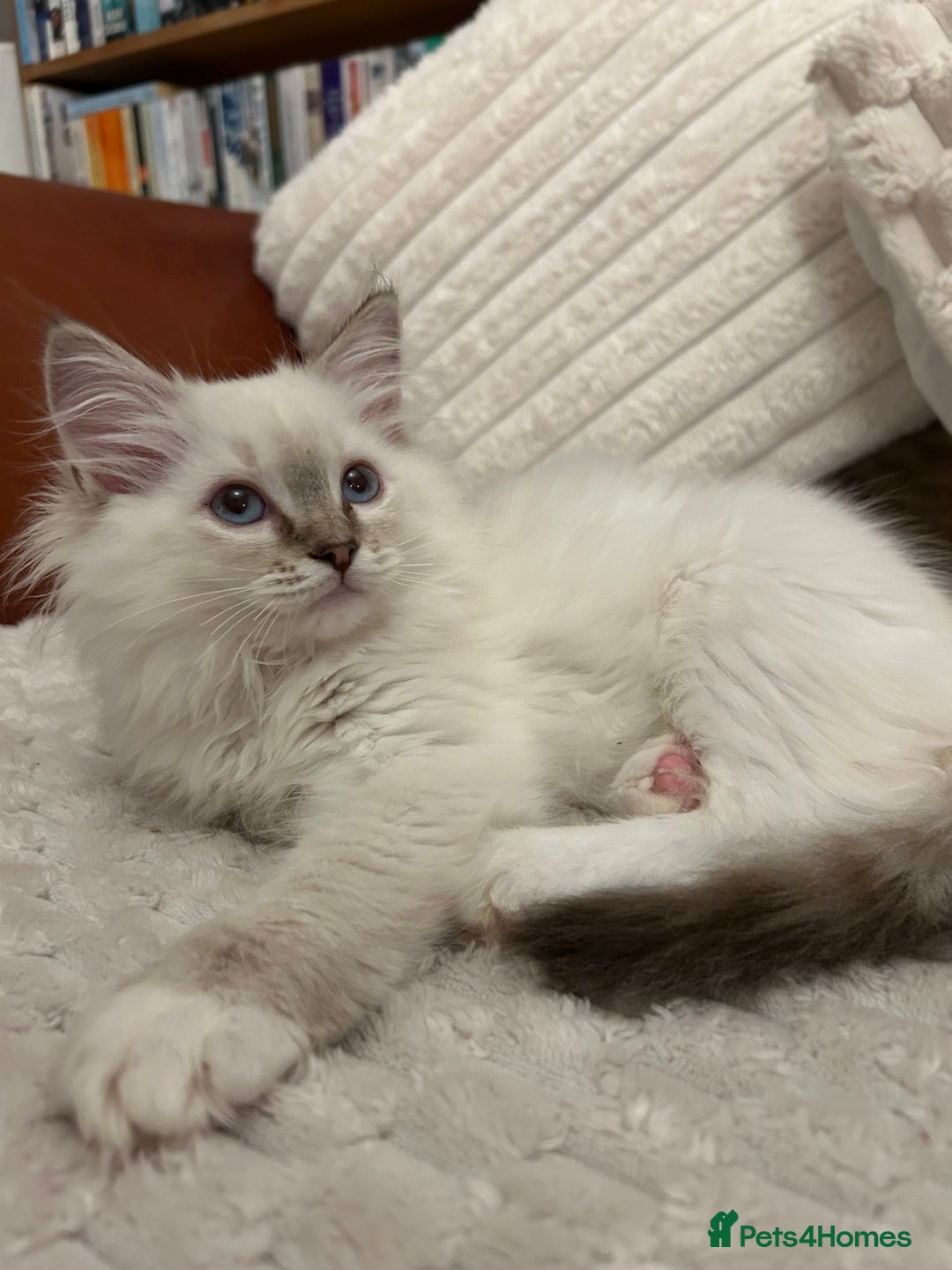 Ragdoll cats for sale: Ragdoll Kitten TICA chocolate tabby cherubim - Advert 2