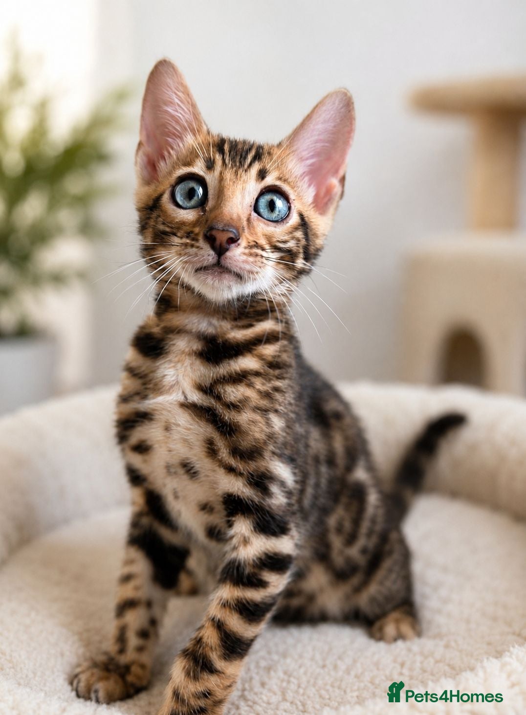 Bengal cats 💥LAST GIRL LEFT-Bengal Tica registered ⚜️ - Advert 14
