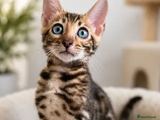 Bengal cats 💥ready now - LAST GIRL -Bengal Tica registered ⚜️ - Advert 1