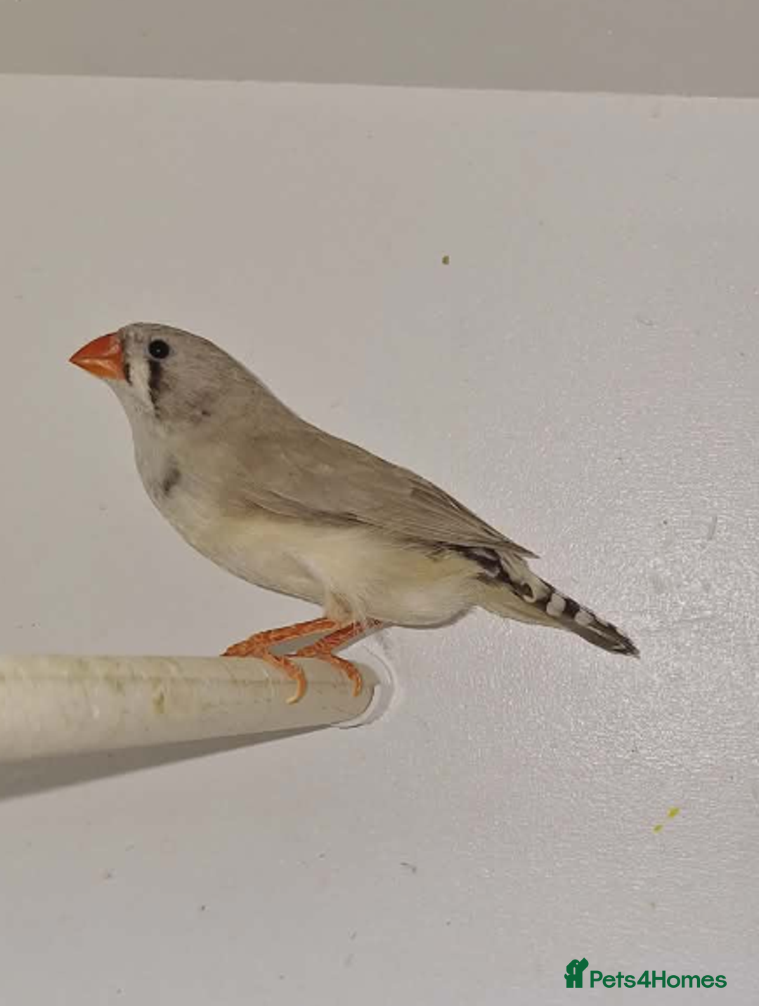 Finches birds for sale: Zebra Finches  - Advert 2