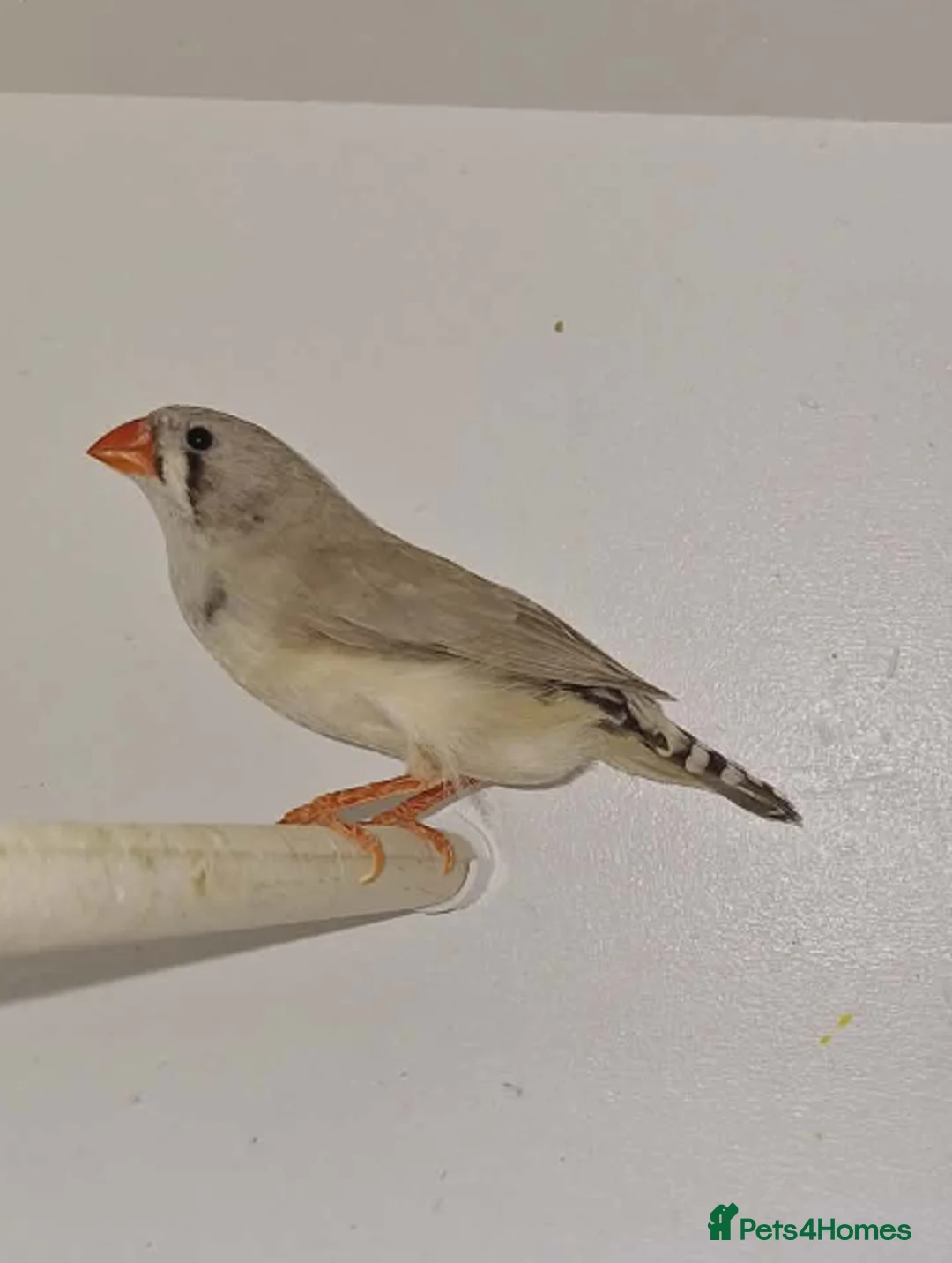 Finches birds for sale: Zebra Finches  - Advert 2