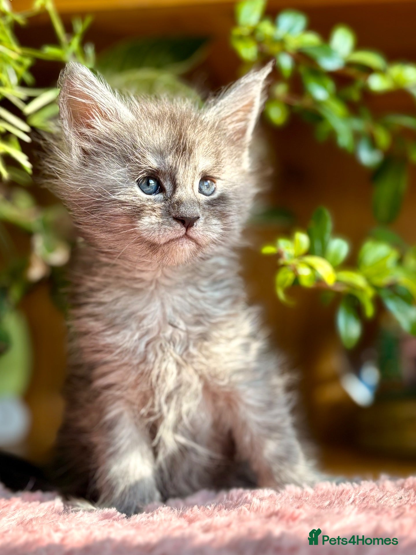 Maine Coon cats Beautiful Maine Coon Kittens - Advert 1