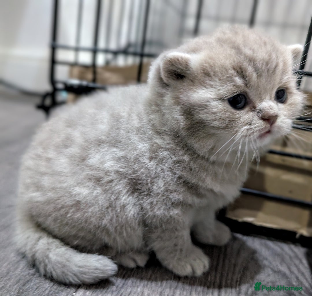 British Shorthair cats for sale: British Shorthair Kittens GCCF Pedigree Registered - Advert 10