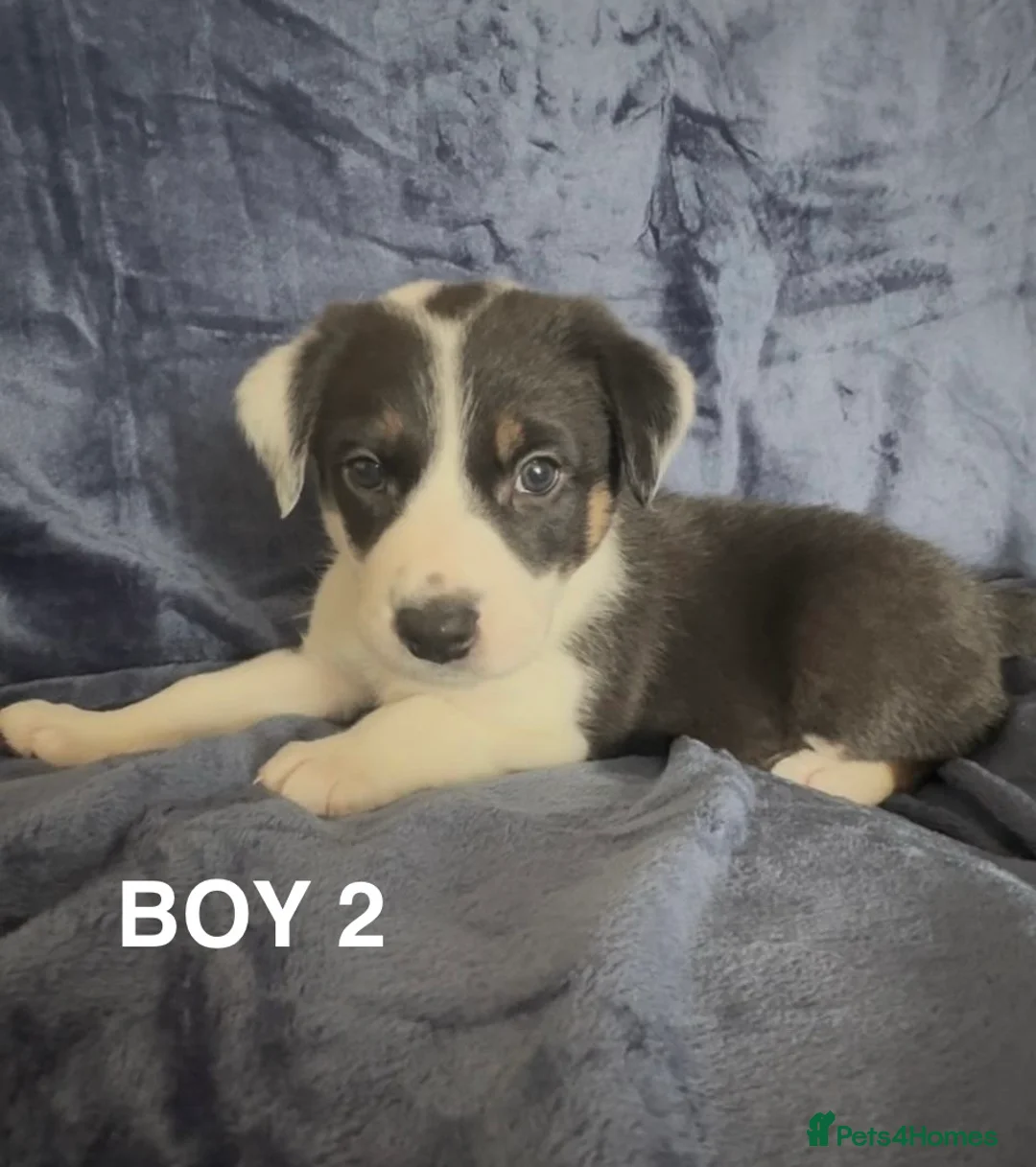 Border Collie dogs for sale: Border collie pups for sale in Shipley - Advert 2