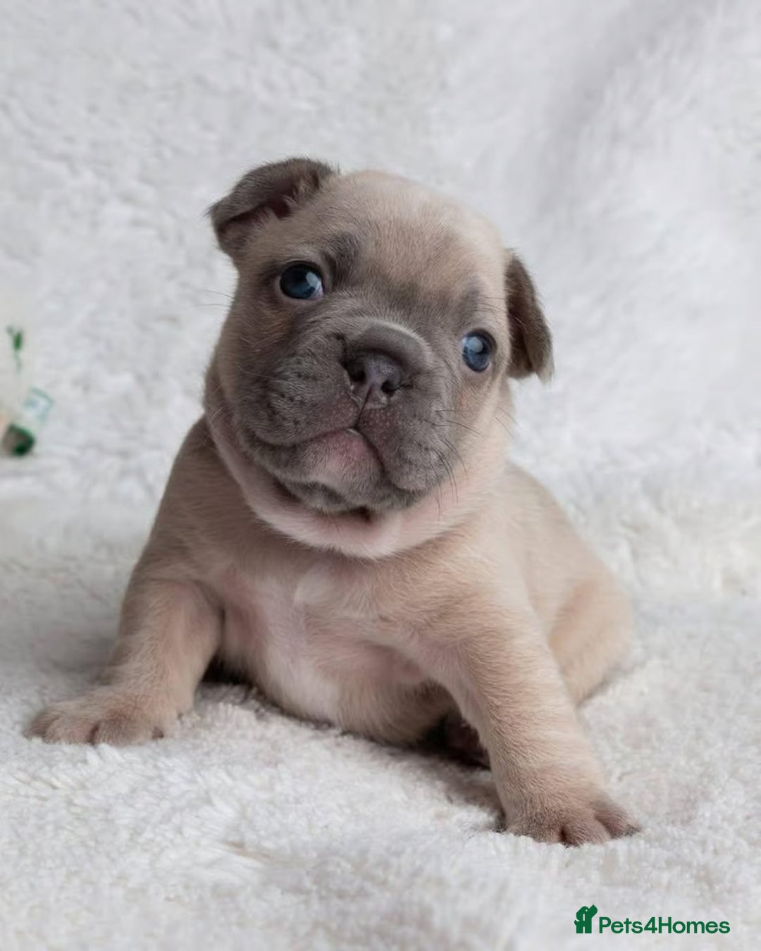 French Bulldog dogs for sale: Beautiful litter of French Bulldog puppies  - Advert 11