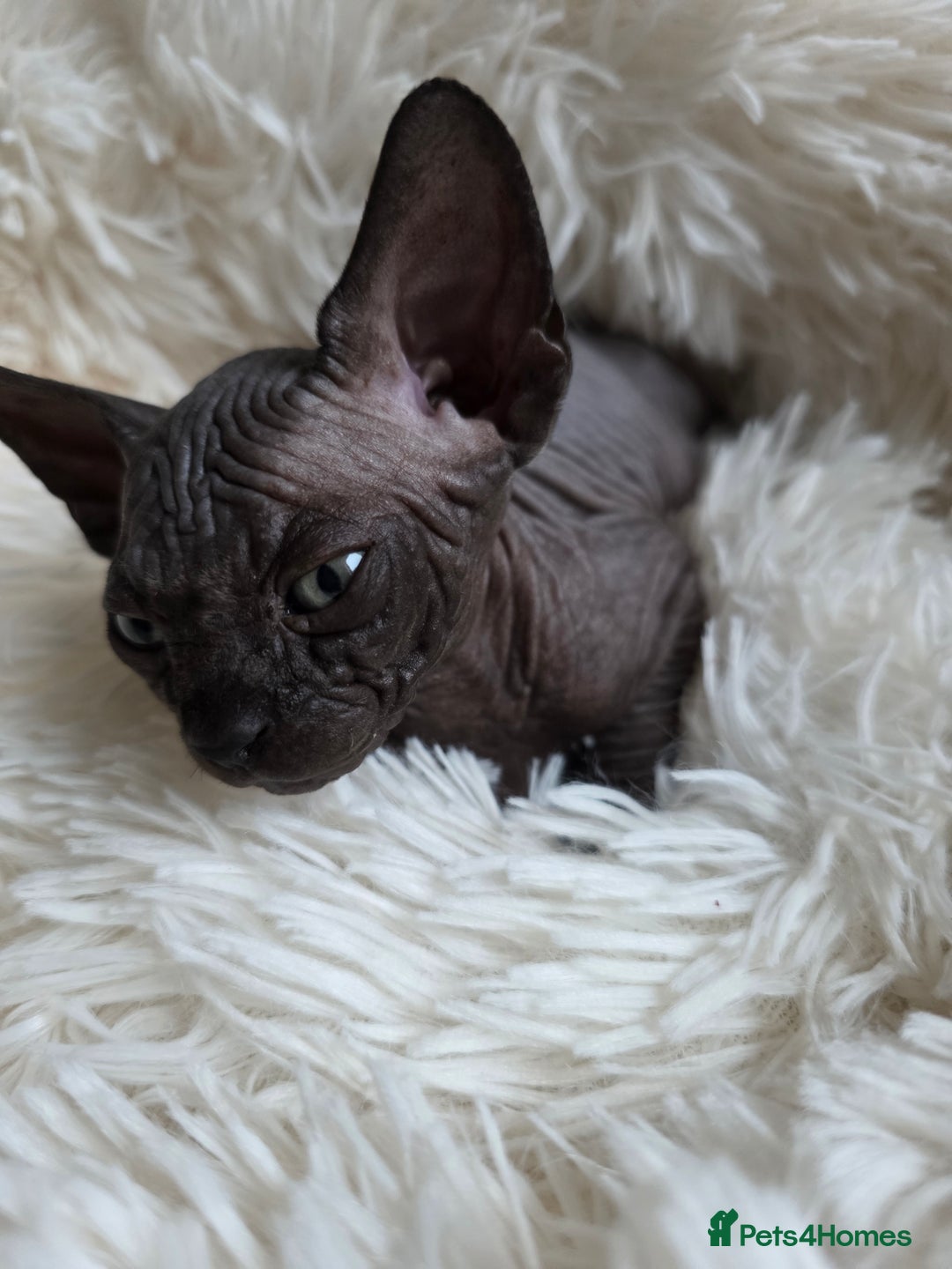 Sphynx cats for sale: Adorable Sphynx kittens💝🐈‍⬛🐈 - Image 19
