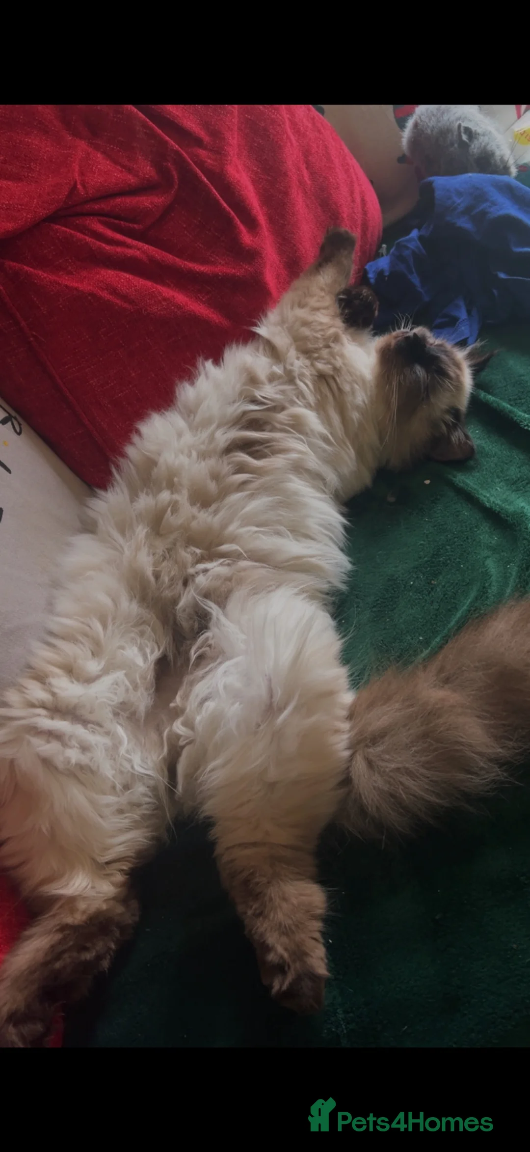 Ragdoll cats for sale: Lady  - Advert 2
