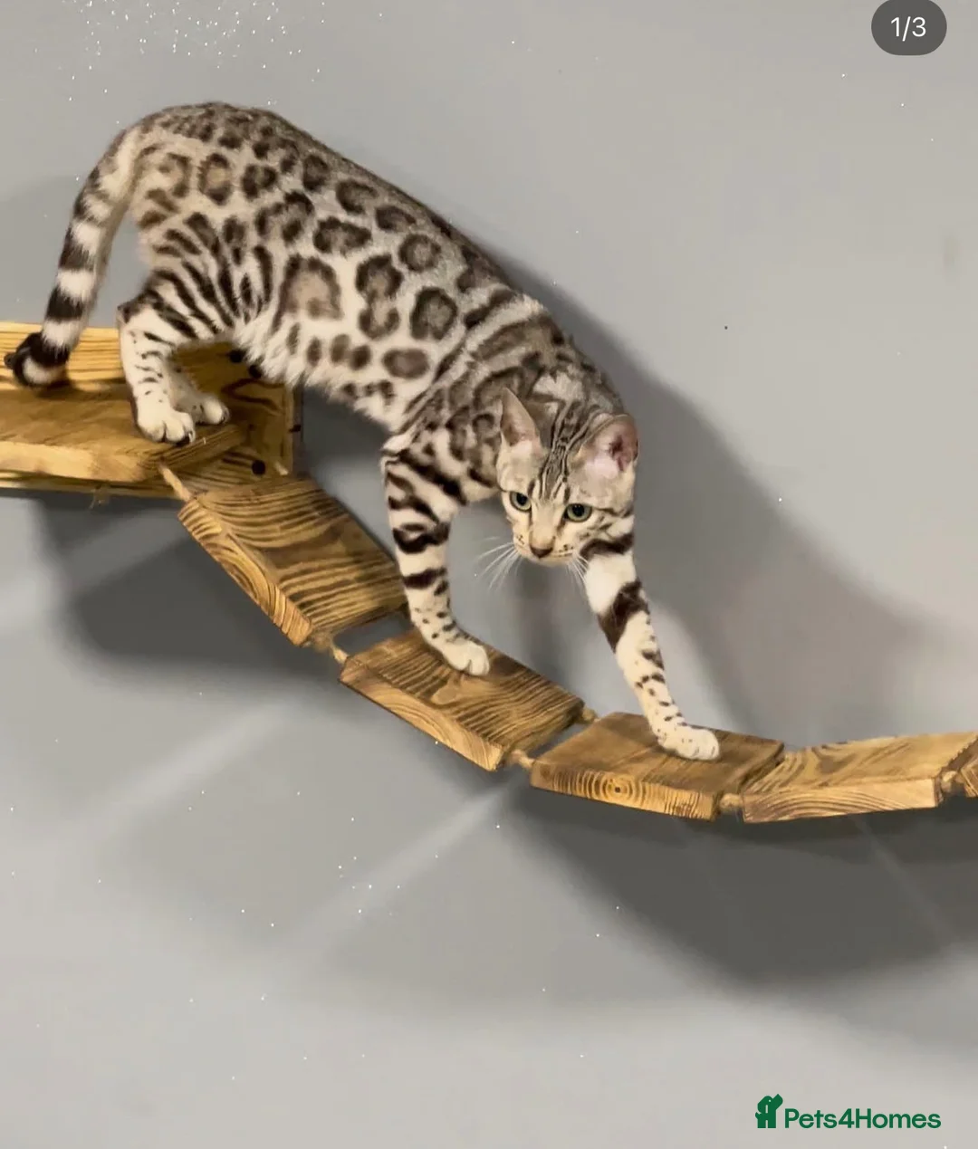 Bengal cats for sale: Bengal kittens  - Advert 14