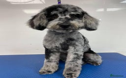 Cockapoo dogs for sale: Adorable f1 Cockapoo puppies 🐶  READY TO GO! in Stourport-on-Severn - Image 11