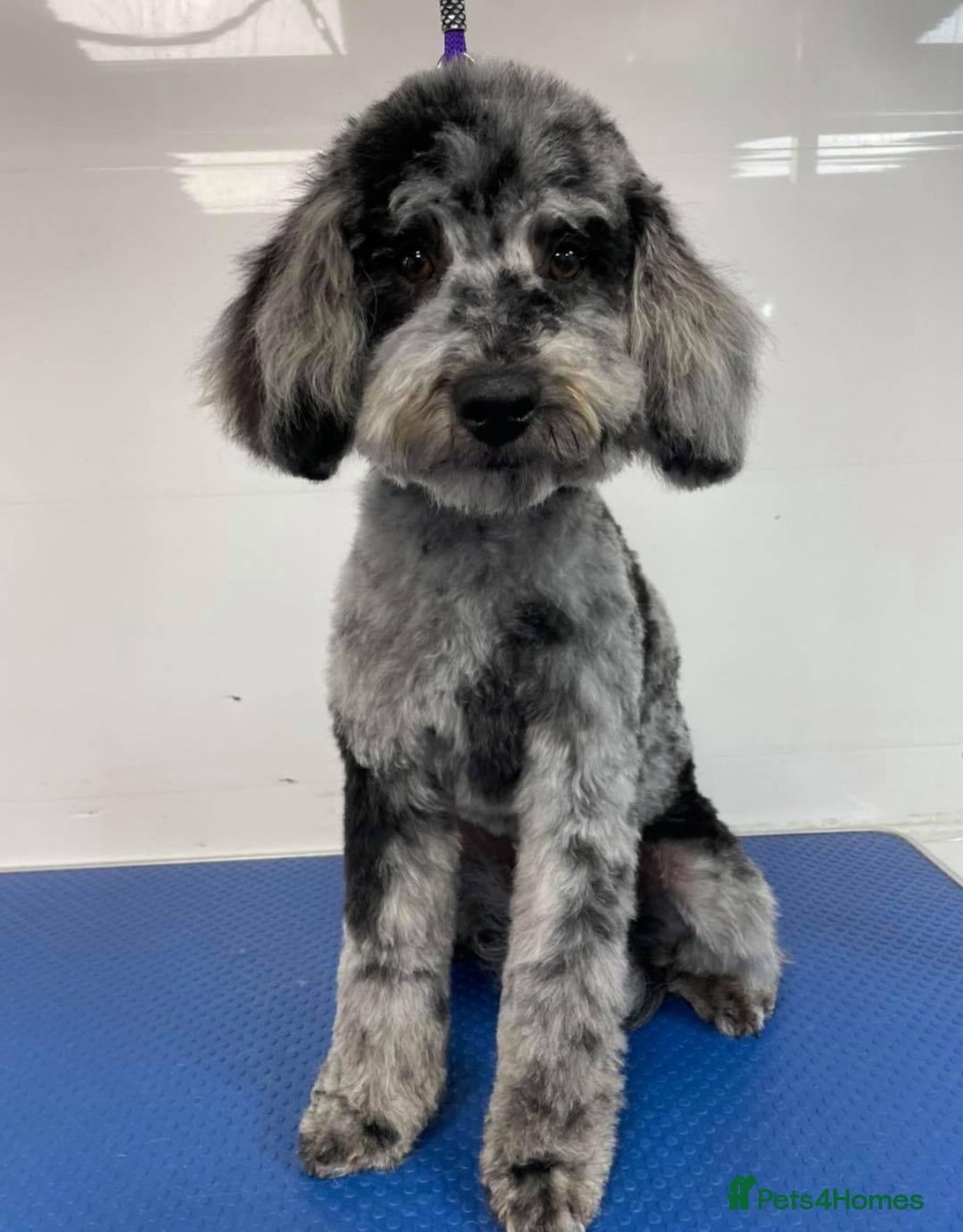 Cockapoo dogs for sale: Adorable f1 Cockapoo puppies 🐶  READY TO GO! in Stourport-on-Severn - Image 11