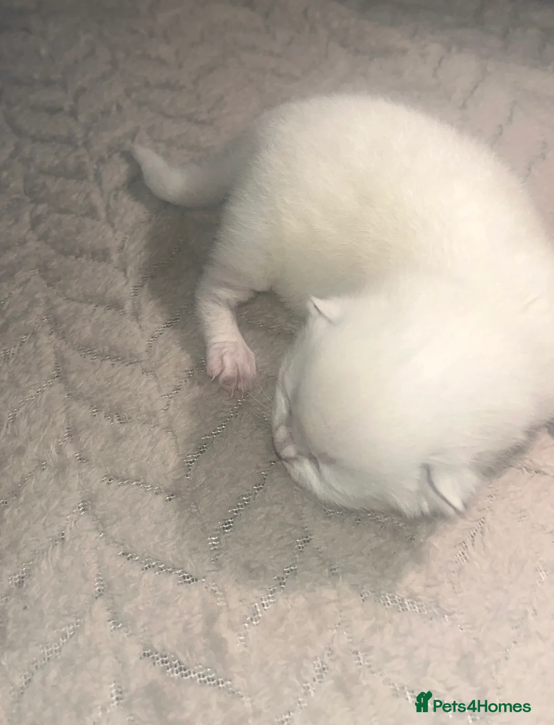 British Shorthair cats for stud: 🐈‍⬛ GIZZY THE STUD 🐈‍⬛ GCCF AND TICA REGISTERED  in Solihull - Advert 35