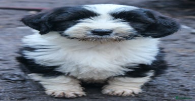 Tibetan Terrier dogs Last Tibetan Puppy! - Black/White Male  - Advert 12