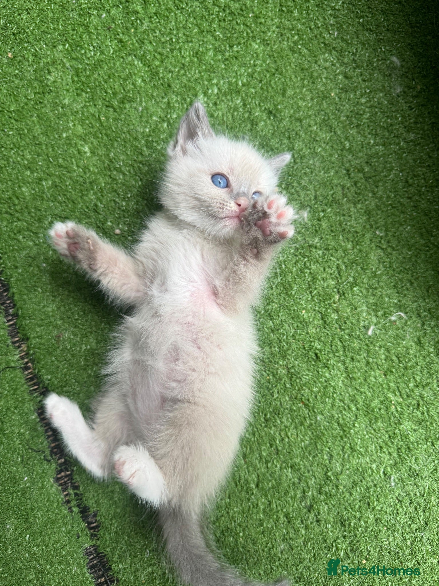 Siamese cats One Boy Left! 🩵 Tonkdoll Kitten - Advert 4