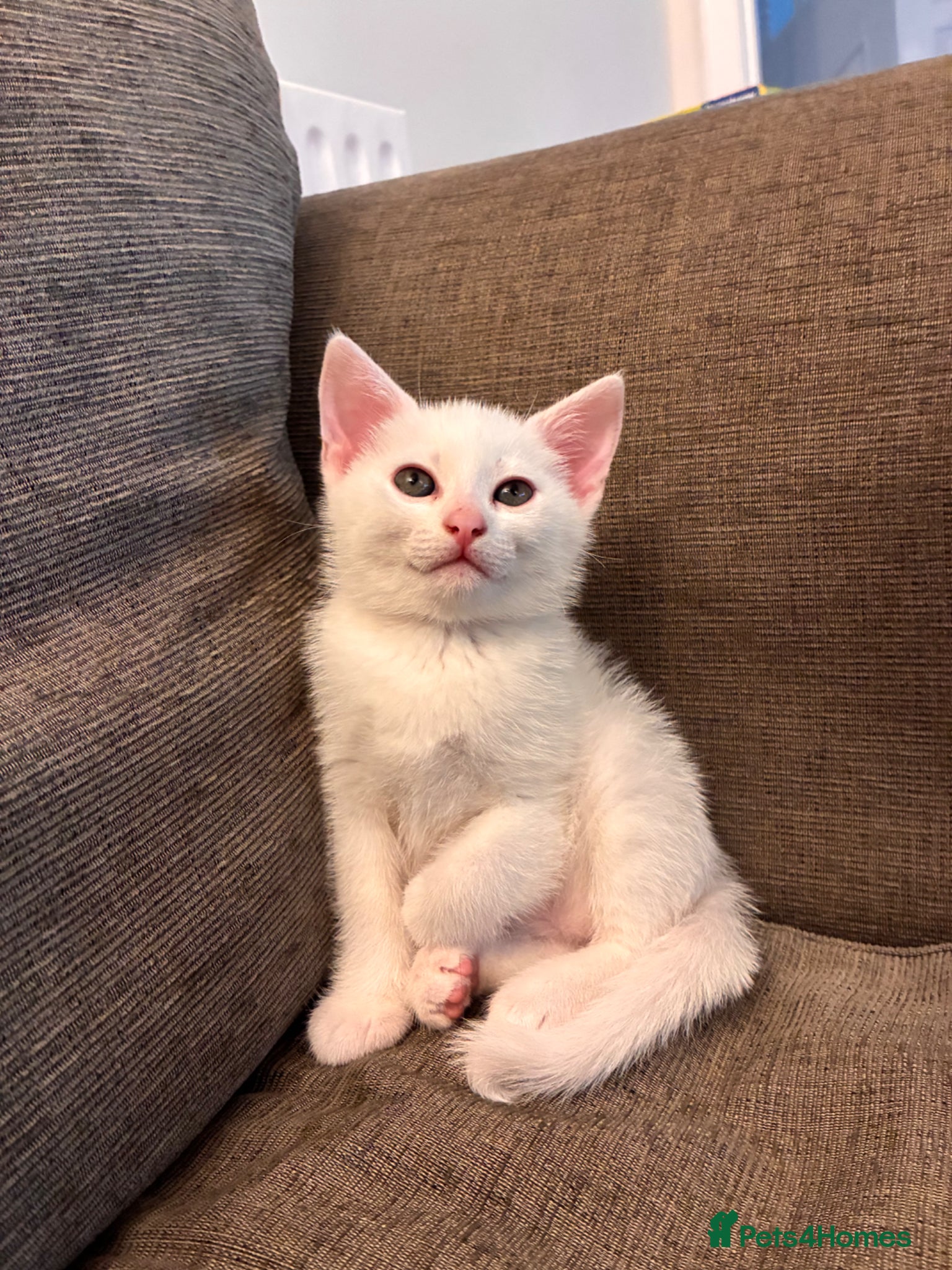 Mixed Breed Kitten 3