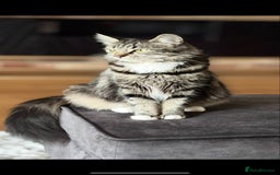 Russian Blue cats for sale: Incredible kittens  - Image 18
