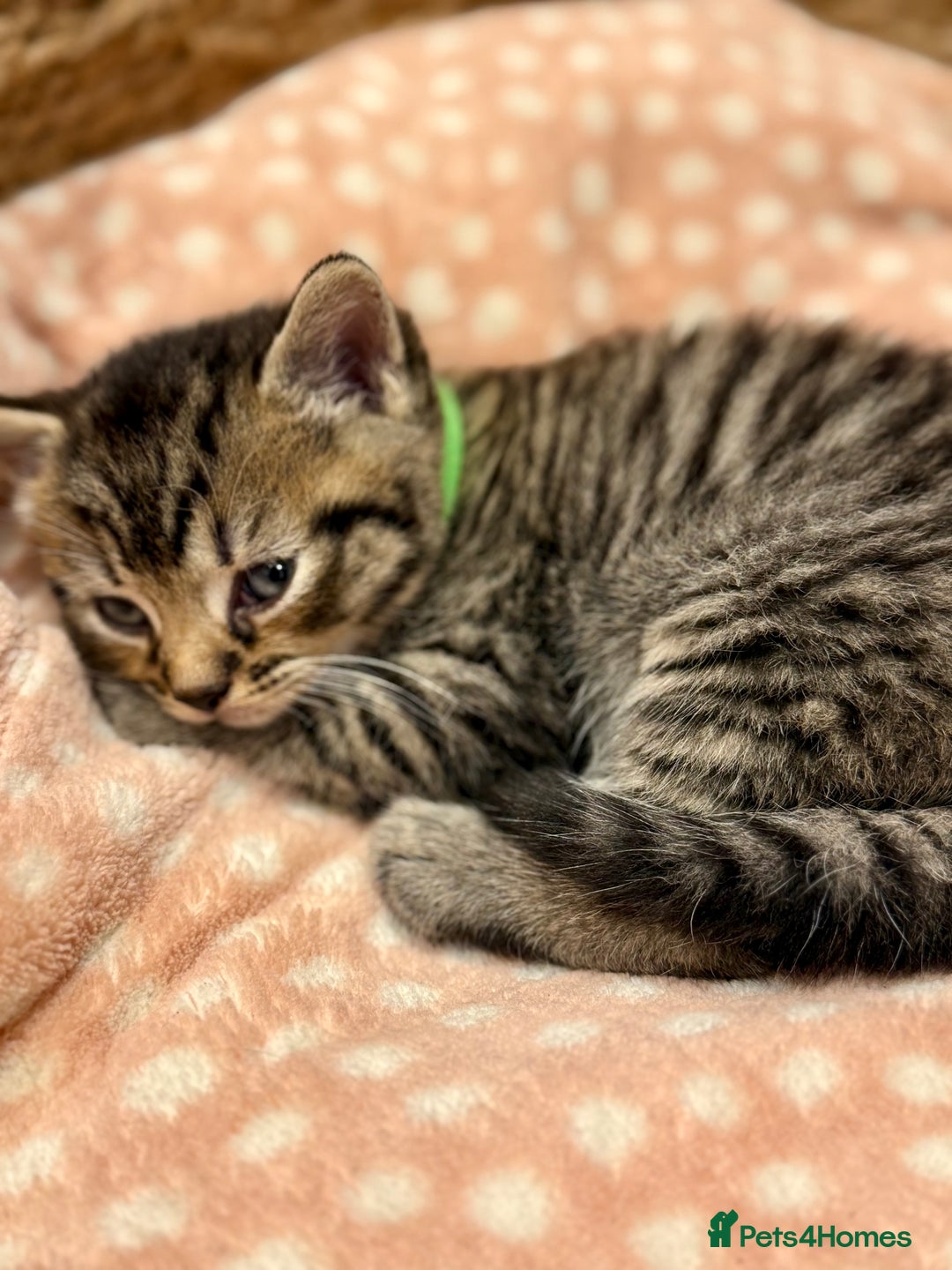 Mixed Breed cats for sale: Beautiful kittens 🐈‍⬛ - Advert 7