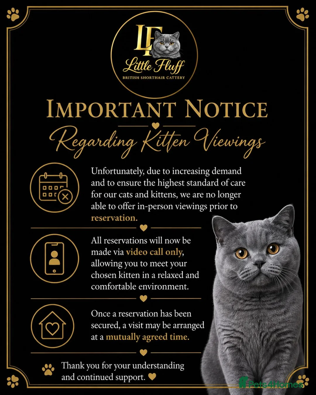 British Shorthair cats for sale: Only One girl available - Advert 2