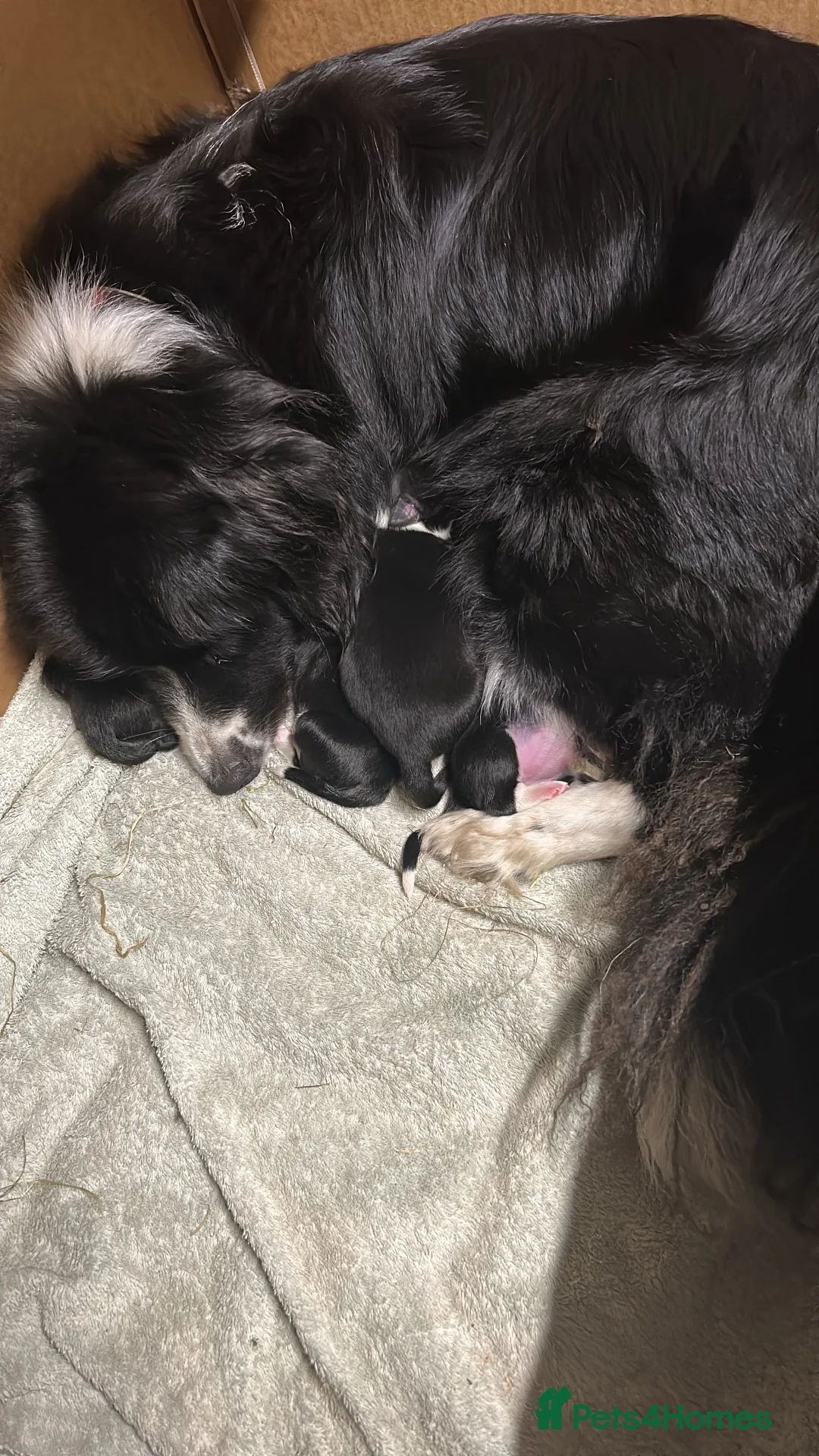 Border Collie dogs for sale: Border Collie puppies  - Advert 8