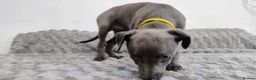 Whippet dogs for sale: (Solid) Blue Whippet KC Registered Puppies - Advert 15