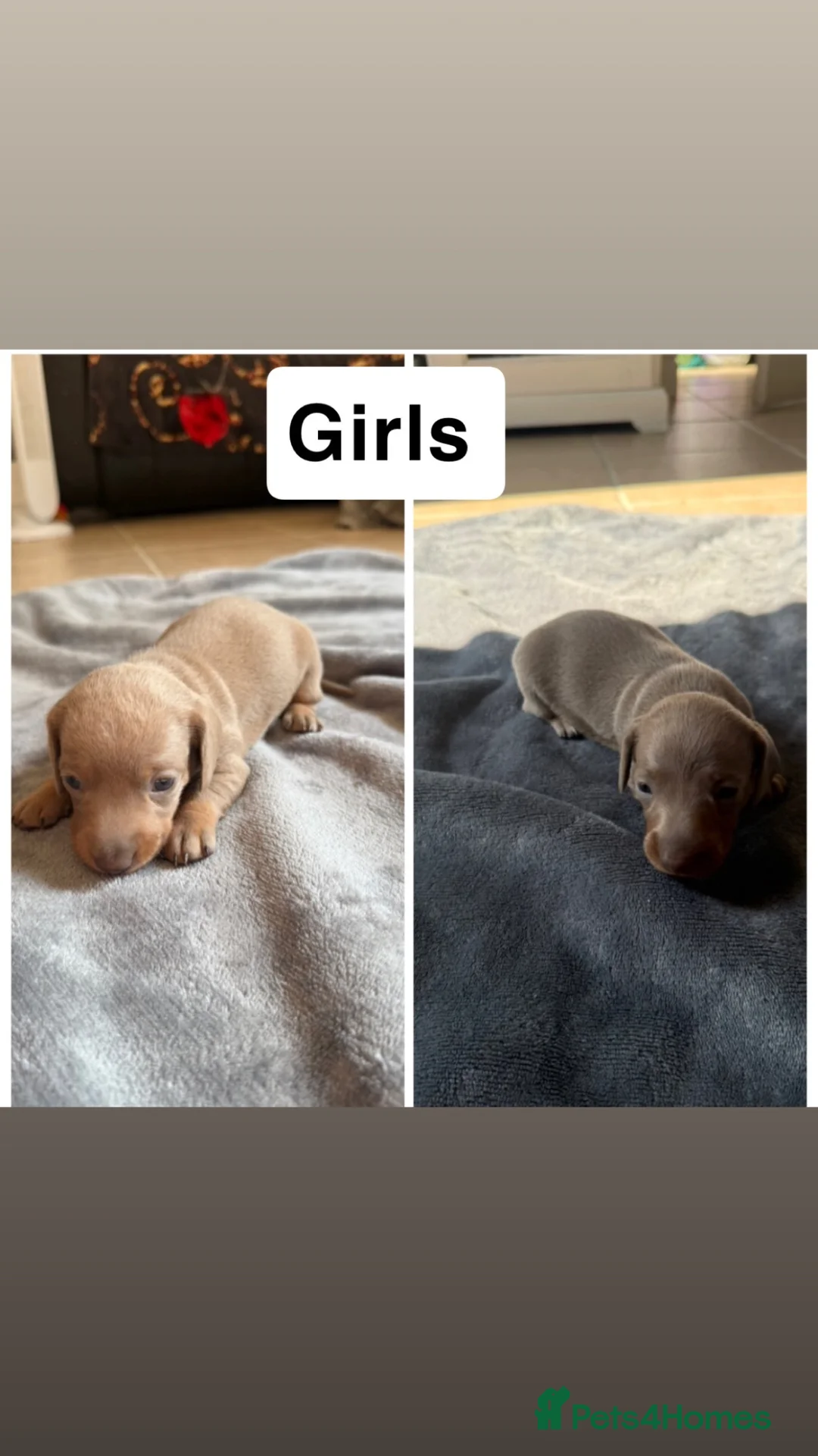 Miniature Dachshund dogs for sale: Miniature dachshund’s puppies  in Ashford - Advert 2