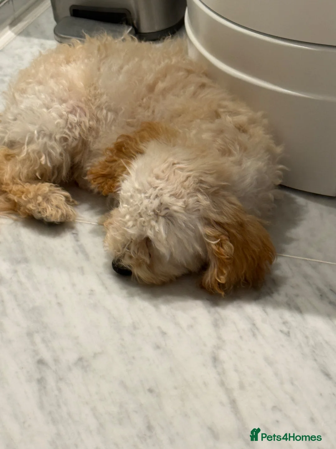 Toy Poodle dogs for sale: Sweetest Apricot Toy poodle  in Waltham Cross - Advert 3