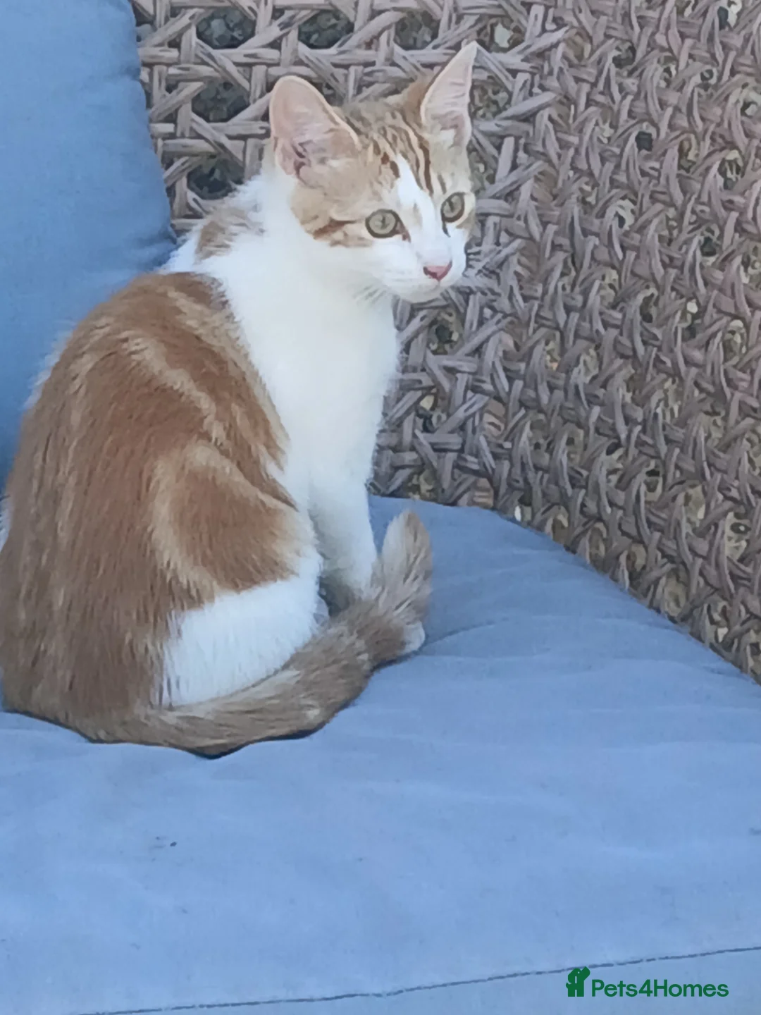 Mixed Breed cats for sale: Kittens - Advert 7