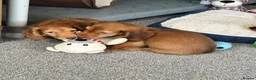 Miniature Dachshund dogs for sale: Shaded red longhaired boy and girl - Advert 10