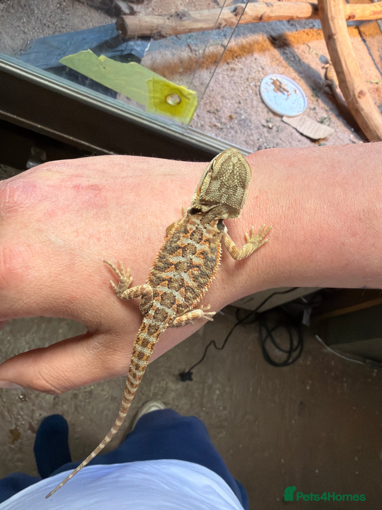 Bearded Dragon reptiles 3 beautiful bearded dragons £100 each  - Advert 5