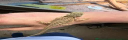 Bearded Dragon reptiles for sale: 3 beautiful bearded dragons £100 each  - Advert 1
