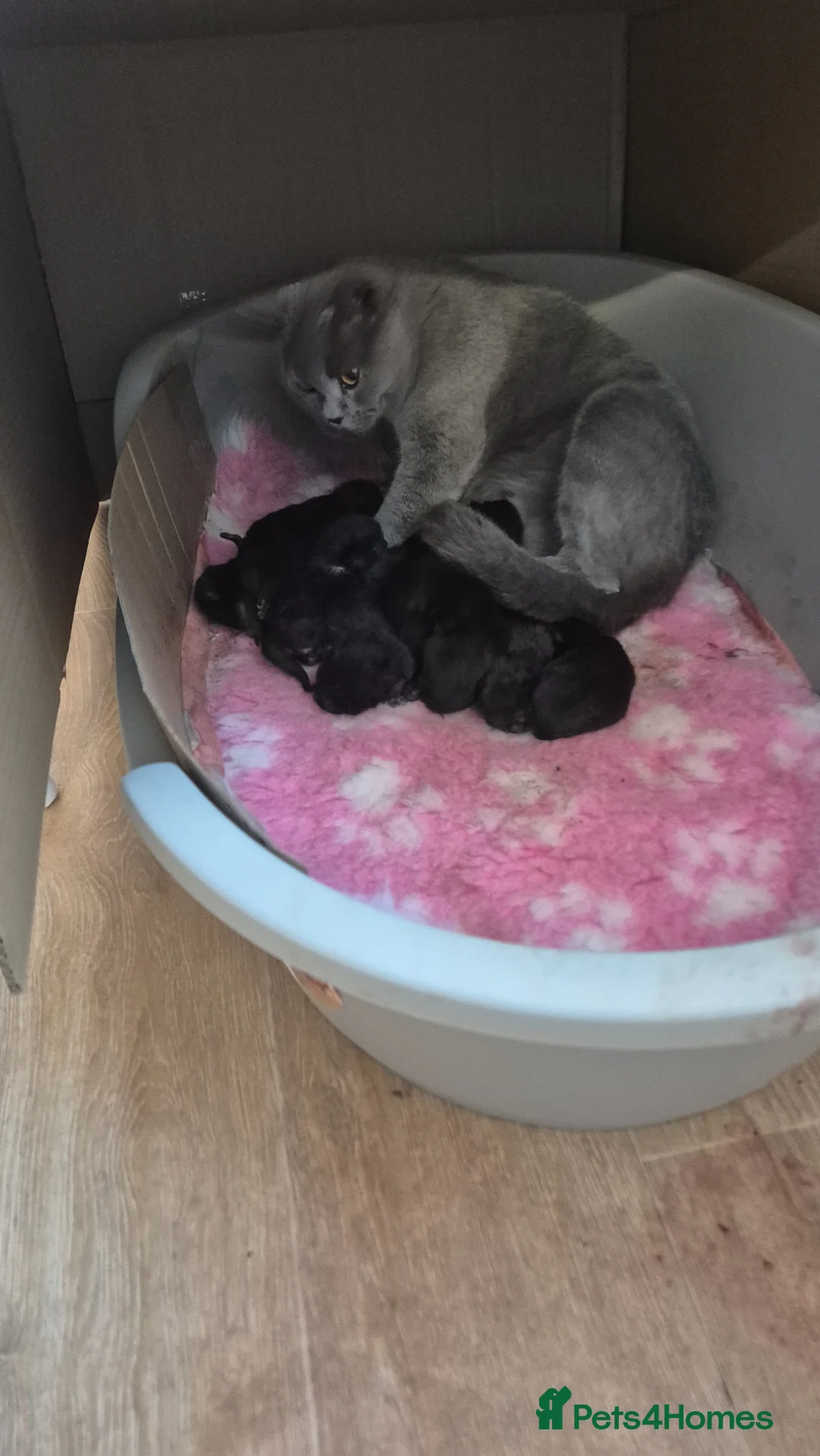 Mixed Breed cats for sale: British short hair cross  - Advert 2