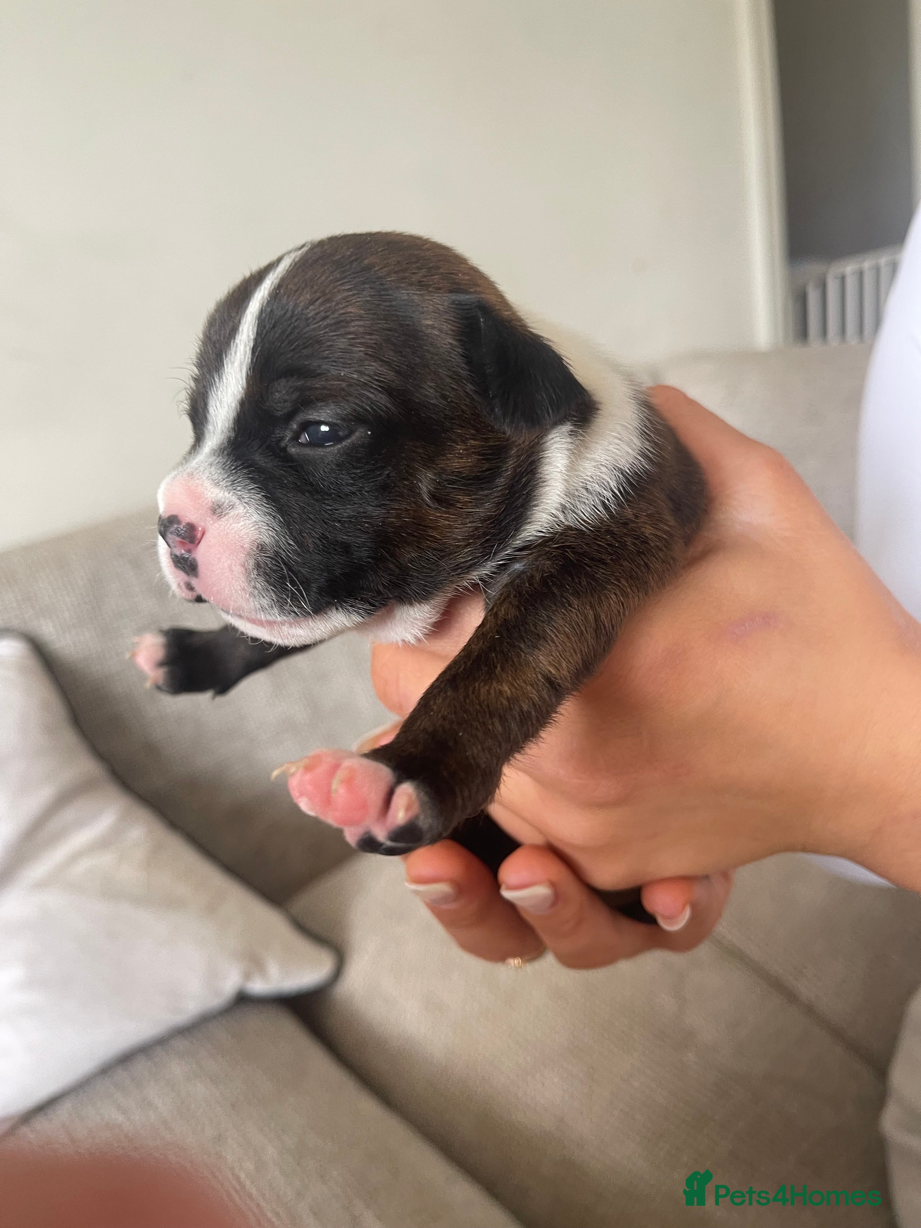 Staffordshire Bull Terrier dogs 6 Outstanding Staffs pups KC Reg  - Advert 2