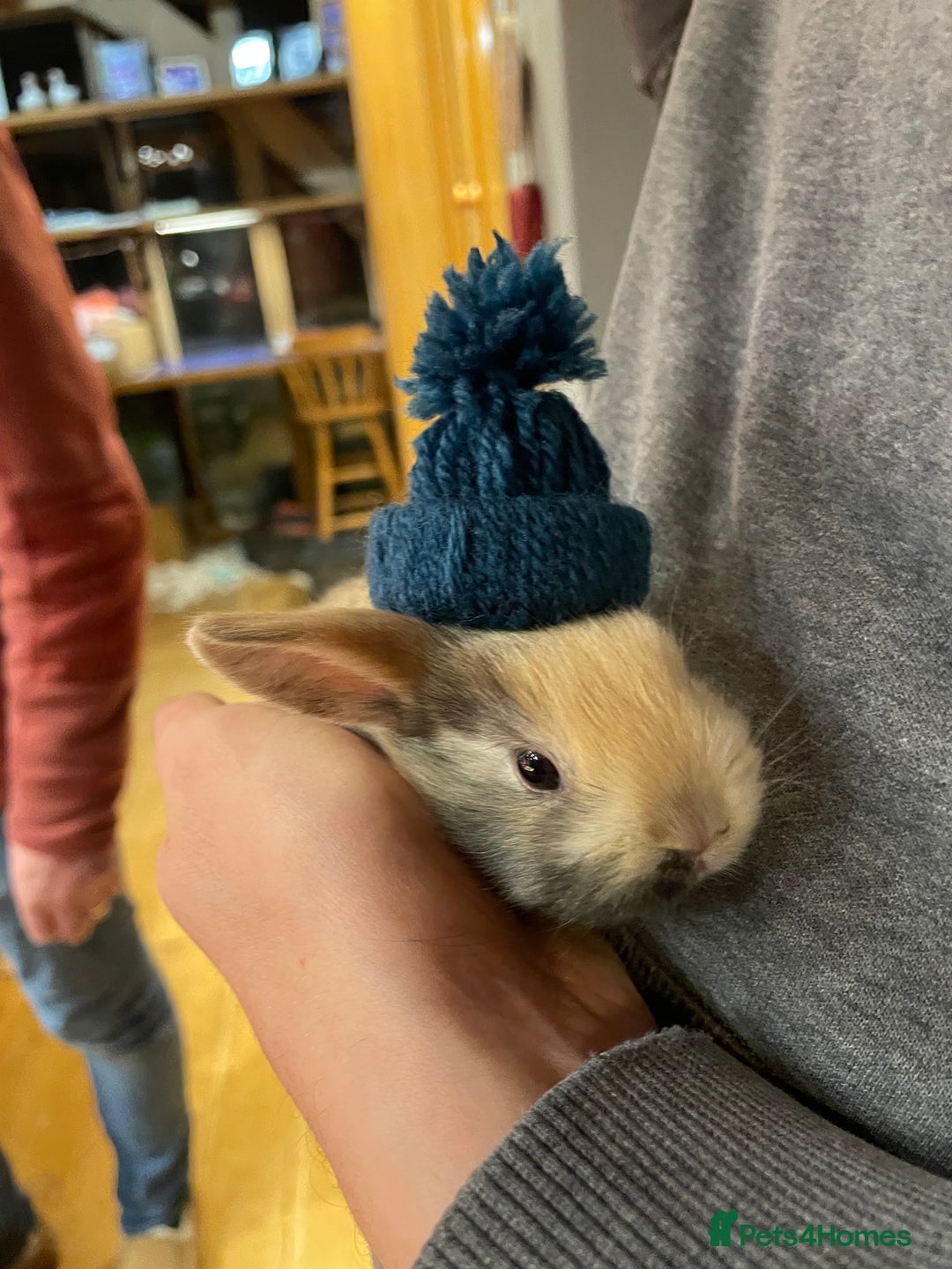 Mixed Breed rabbits for sale: Mini Lop Cross Baby Rabbits - Advert 5