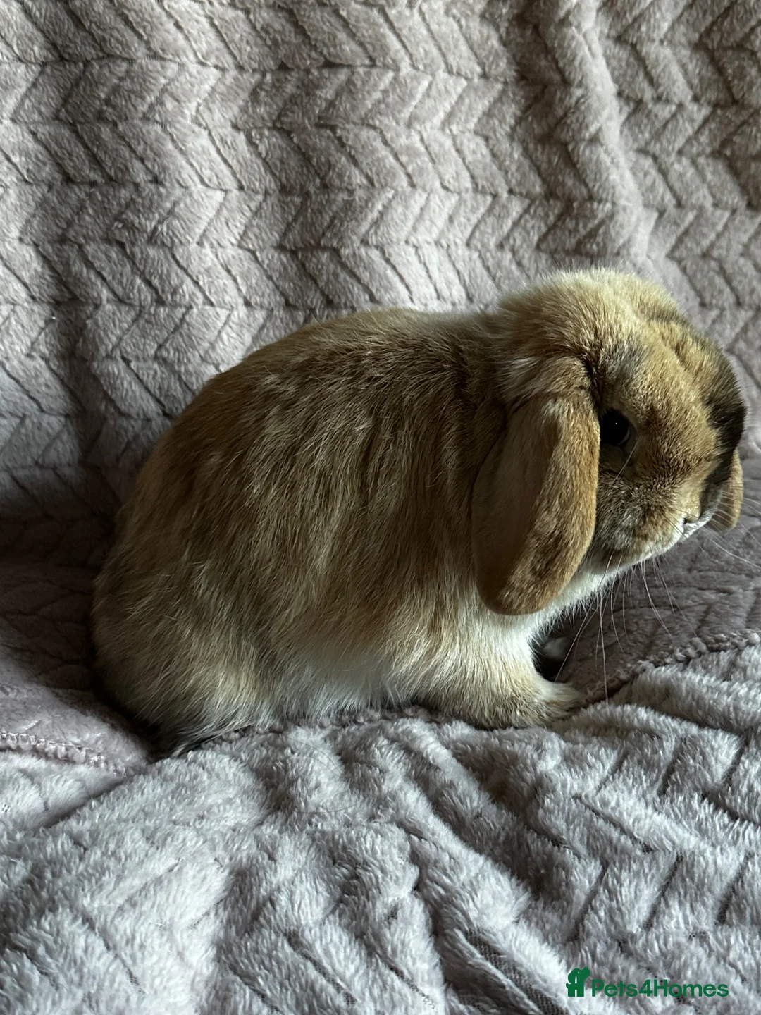 Mini Lop rabbits for sale: Chocolate Harlequin Bunny  in Altrincham - Advert 2